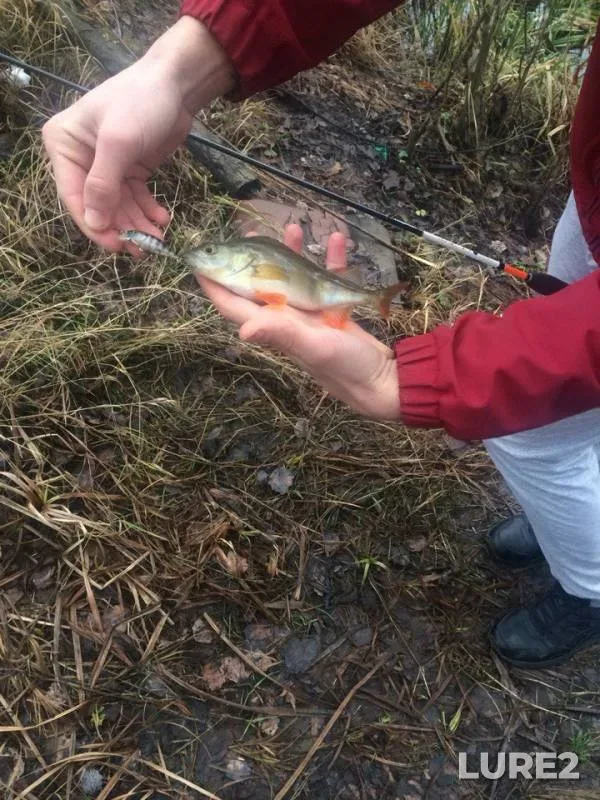 Perch — Vorskla, Jan 03, 2018