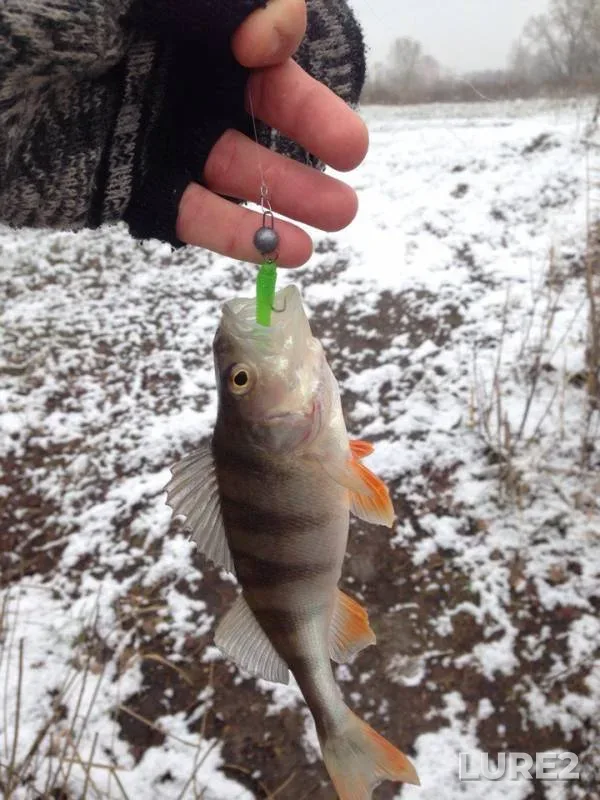 Perch — Vorskla, Dec 22, 2017