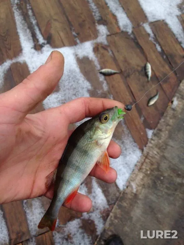 Perch — Poltavska oblast, Dec 08, 2017