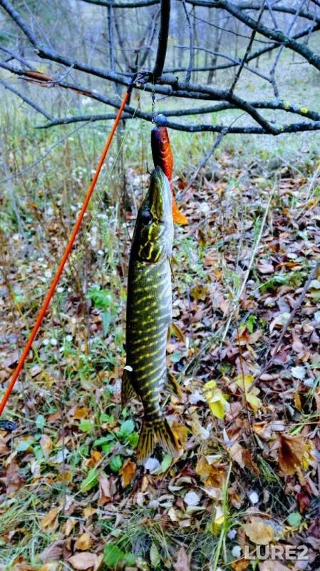 Pike — Vorskla, Oct 26, 2017