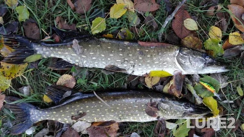 Pike — Vorskla, Oct 10, 2017