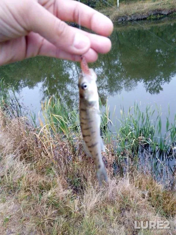 Perch, Zander — Vorskla, Oct 08, 2017