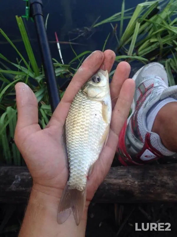 Crucian carp — Poltavska oblast, Aug 16, 2017