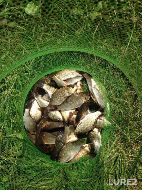 Crucian carp — Poltavska oblast, Aug 02, 2017