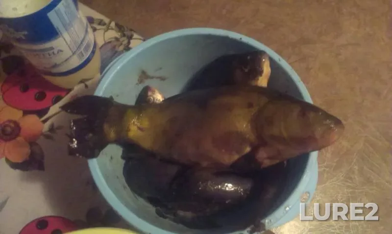 Wels catfish, Crucian carp — Dnepr, May 28, 2017