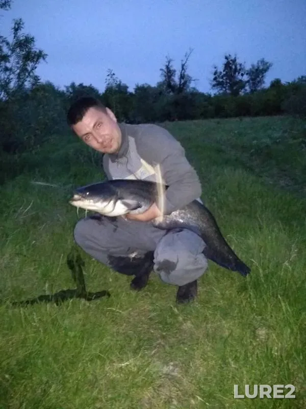 Wels catfish — Sula, May 24, 2017
