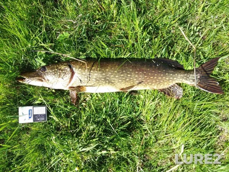 Pike — Orel, May 07, 2017