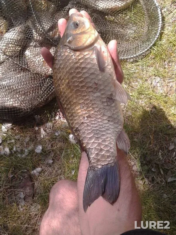 Crucian carp — Psyol, May 06, 2017