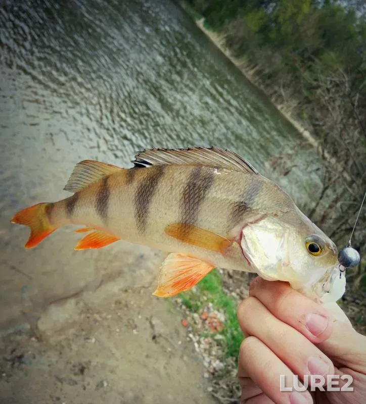 Perch — Vorskla, Apr 18, 2017