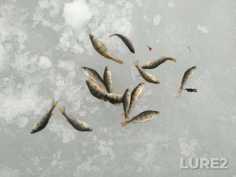 Perch — Poltavska oblast, Feb 26, 2017
