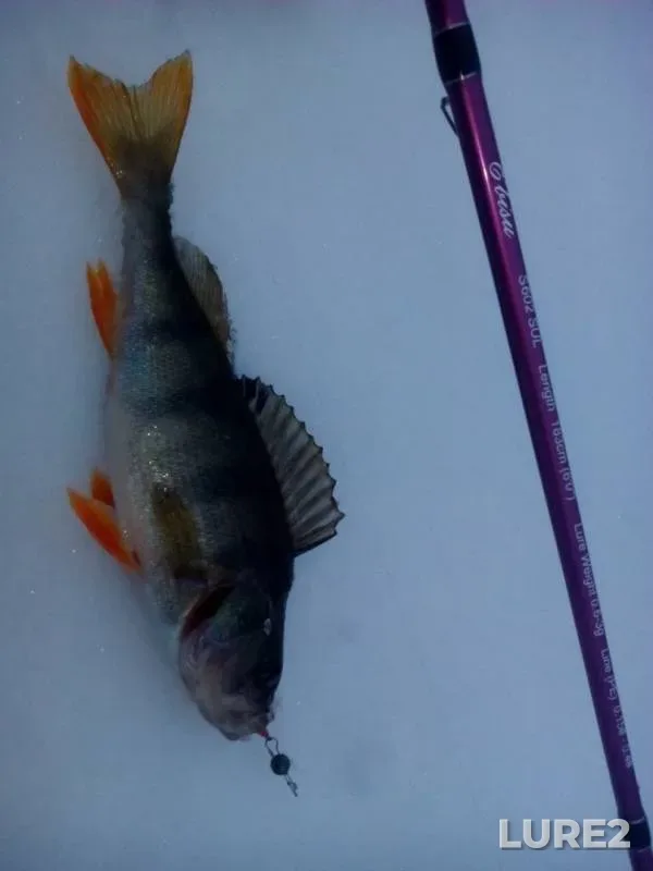 Perch — Vorskla, Jan 21, 2017