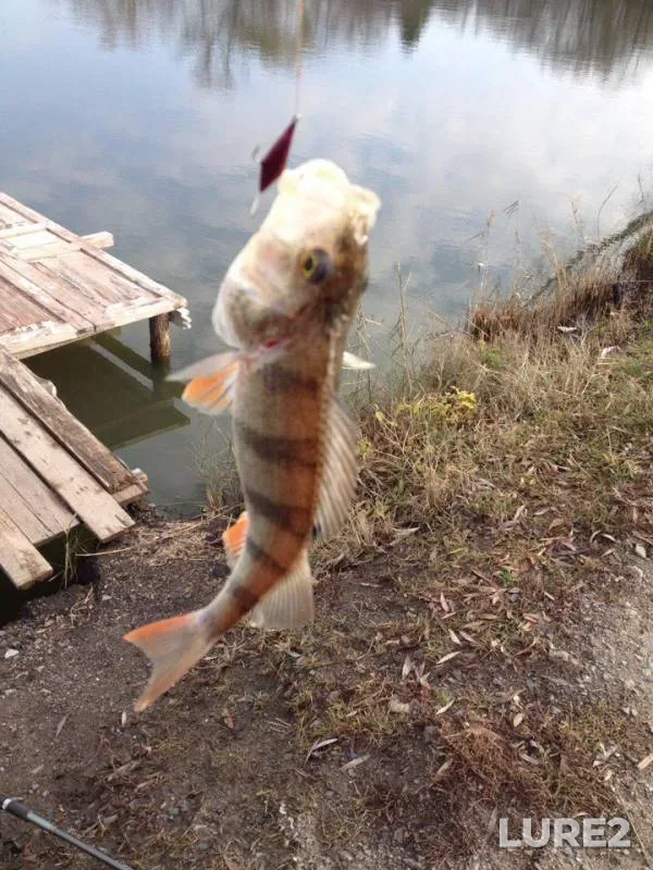 Perch — Poltavska oblast, Nov 12, 2016