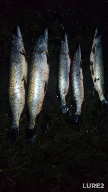 Pike — Kshen, Nov 19, 2019
