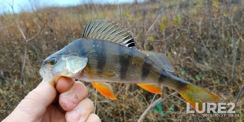 Perch — Orlovskaya oblast, Oct 27, 2019