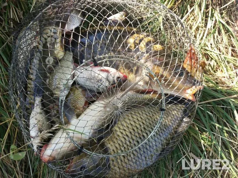 Carp, Crucian carp — Poltavska oblast, Aug 06, 2017