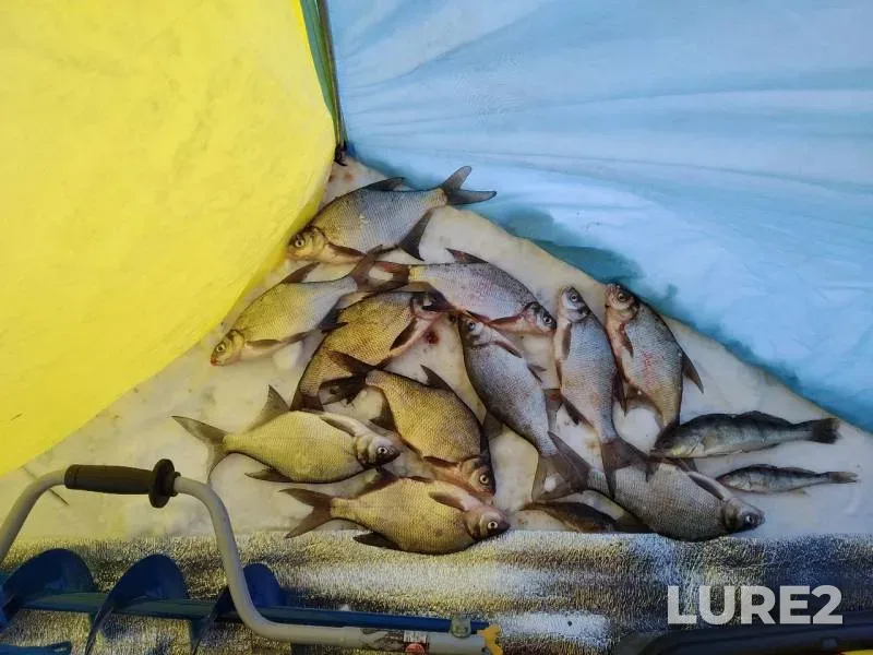 Bream — Volga, Feb 23, 2019