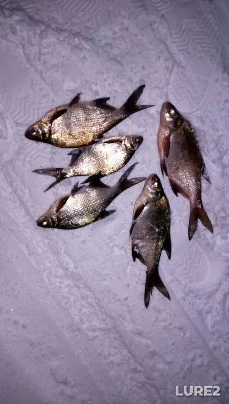 Bream — Volga, Jan 03, 2019