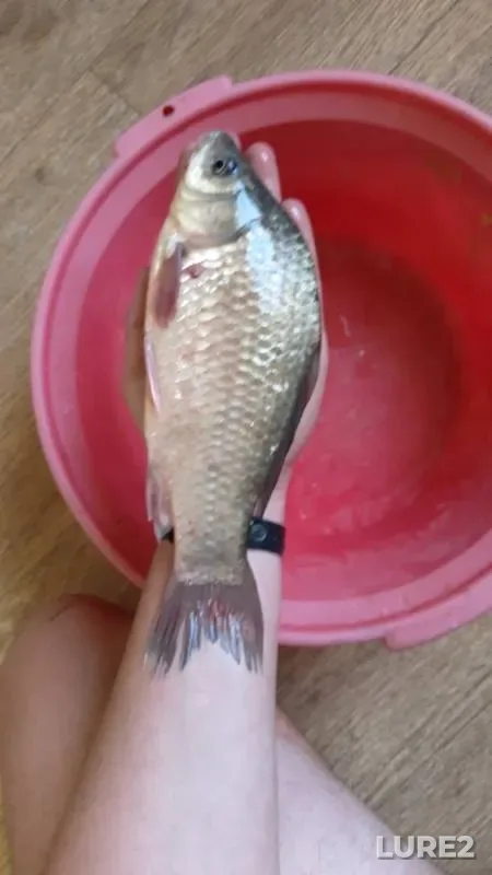 Crucian carp — Luganska oblast, Jul 06, 2019