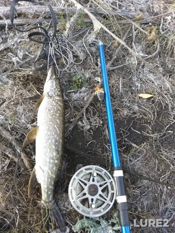 Pike — Trudy, Oct 08, 2019