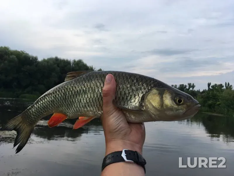 Chub, Ide — Bystraya Sosna, Sep 28, 2019
