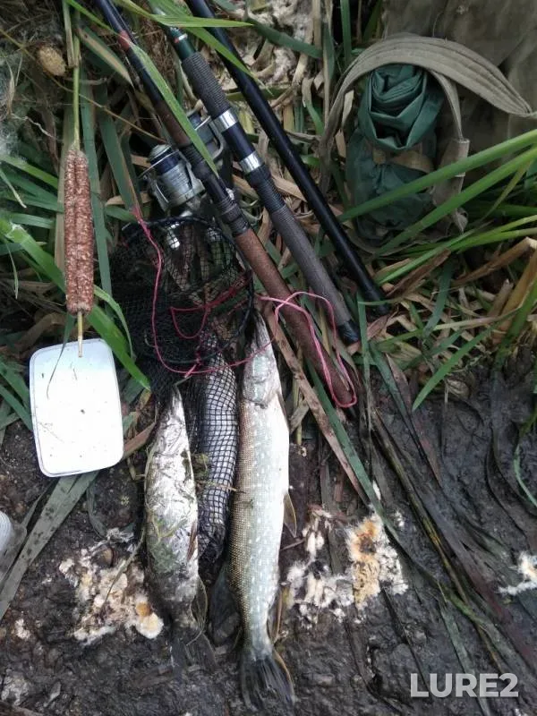 Pike — Bystraya Sosna, Sep 25, 2019