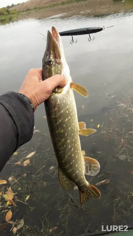 Pike — Bystraya Sosna, Sep 25, 2019