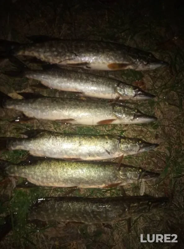 Pike — Bystraya Sosna, Sep 08, 2019