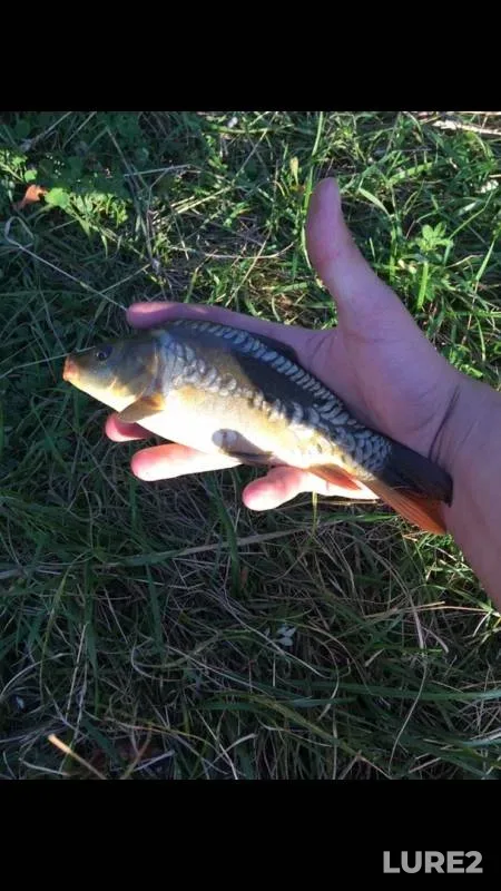 Carp — Zhilevchik, Aug 20, 2019