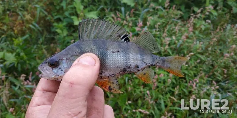 Perch — Orlovskaya oblast, Aug 19, 2019