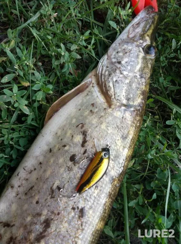 Pike — Bystraya Sosna, Aug 16, 2019