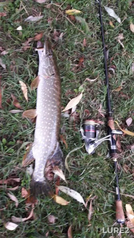 Pike — Bystraya Sosna, Aug 02, 2019
