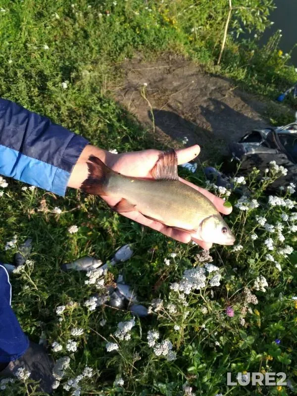 Tench — Orlovskaya oblast, Jul 21, 2019