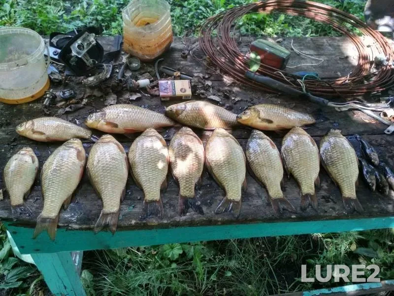 Crucian carp — Orlovskaya oblast, Jun 17, 2019