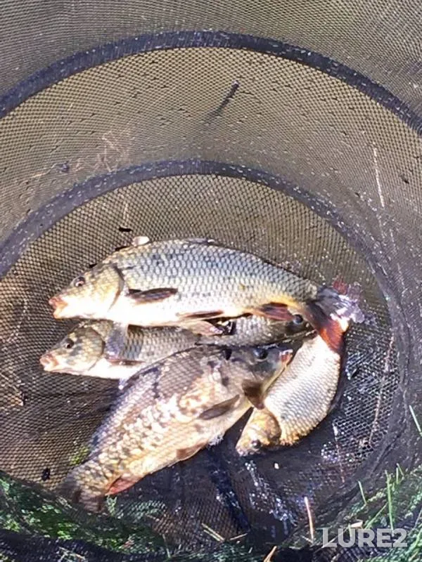 Carp — Veduga, Jun 13, 2019