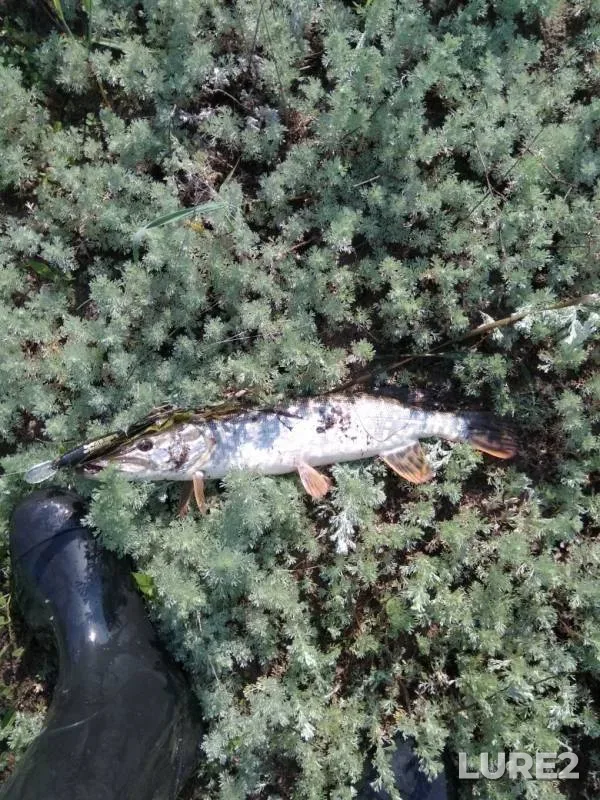 Pike — Bystraya Sosna, May 25, 2019