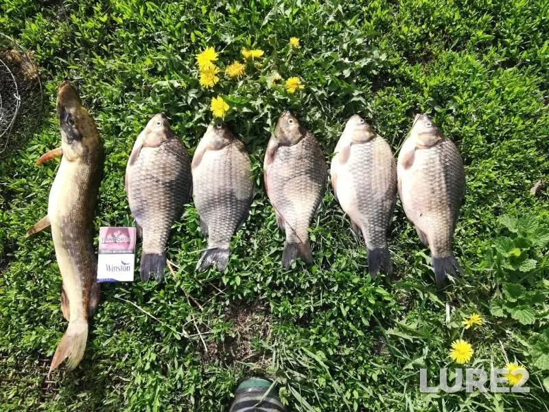 Crucian carp, Pike — Foshnya, May 14, 2019