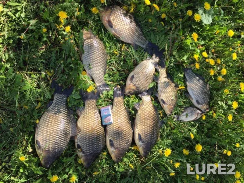 Crucian carp — Bystraya Sosna, May 13, 2019