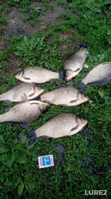 Crucian carp — Orlovskaya oblast, May 12, 2019