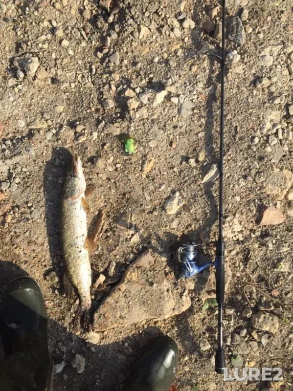 Pike — Bystraya Sosna, May 08, 2019