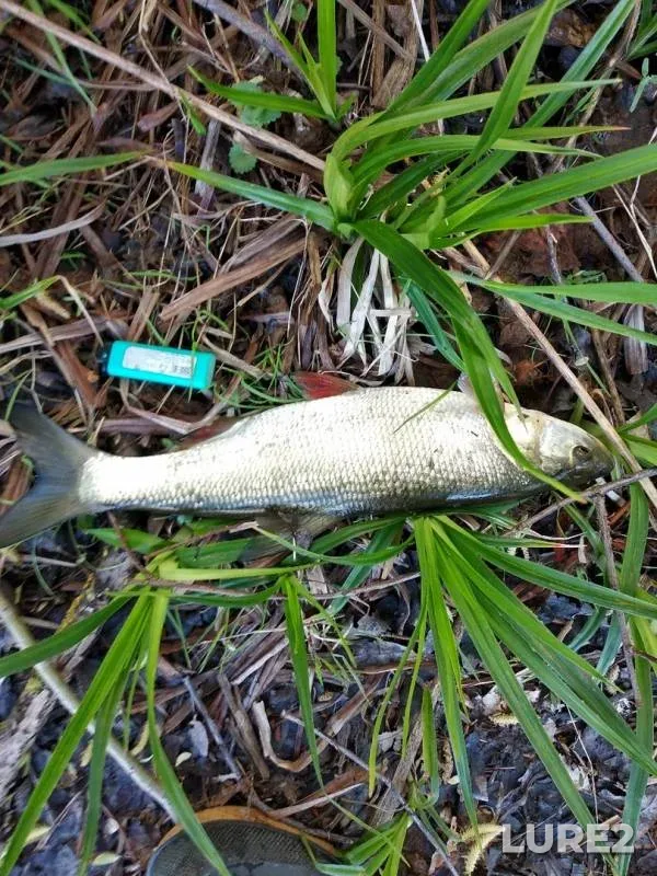 Chub, Pike — Bystraya Sosna, May 03, 2019