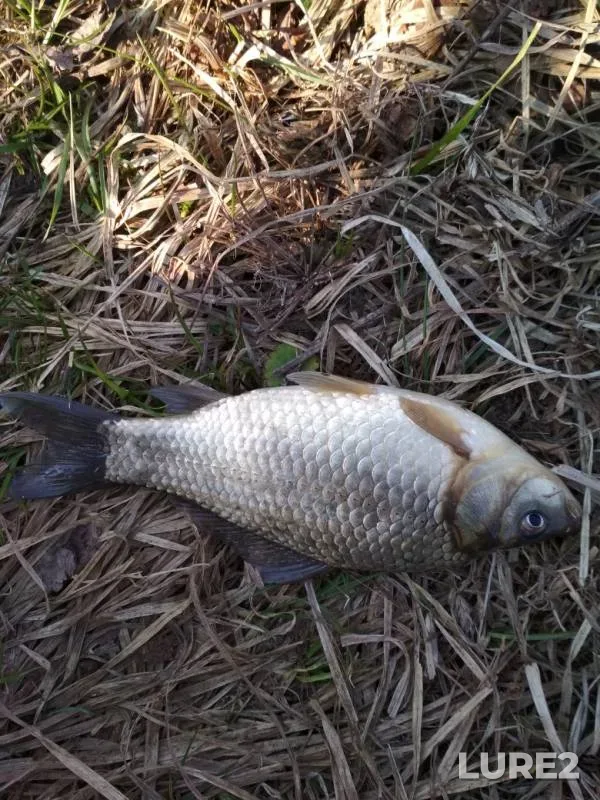 Crucian carp — Orlovskaya oblast, Apr 20, 2019