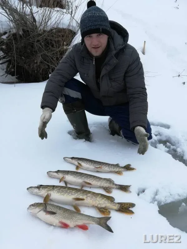 Chub, Pike — Bystraya Sosna, Feb 01, 2019