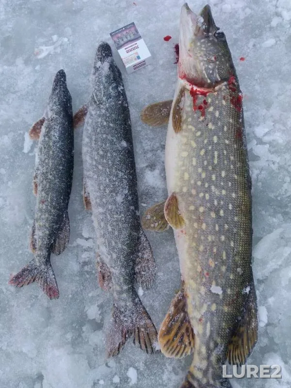 Pike — Kosorzha, Jan 05, 2019