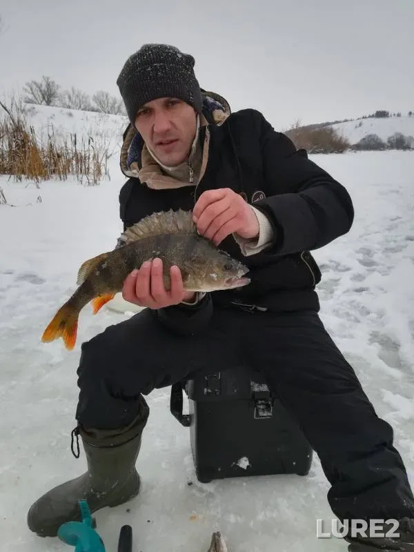 Perch, Pike — Bystraya Sosna, Jan 05, 2019