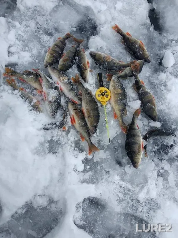 Perch — Bystraya Sosna, Dec 03, 2018