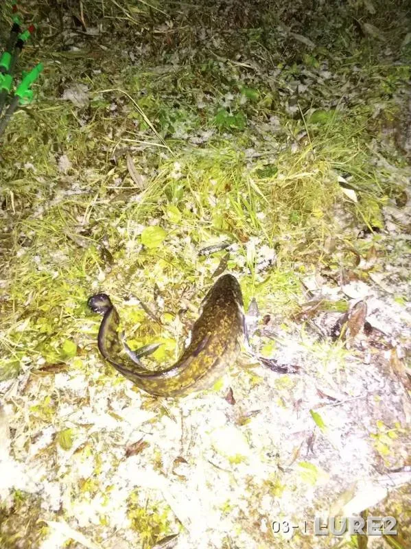 Burbot — Oka, Nov 03, 2017
