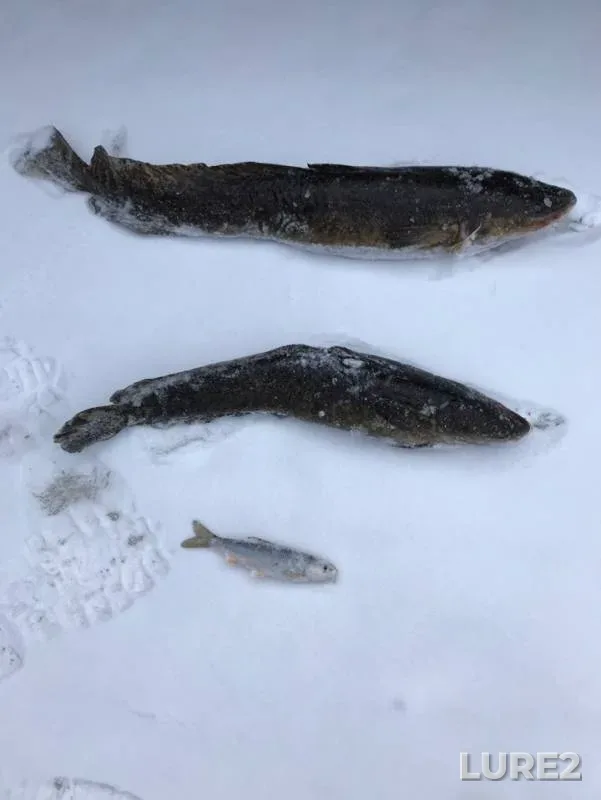 Burbot — Tarayka, Nov 20, 2018