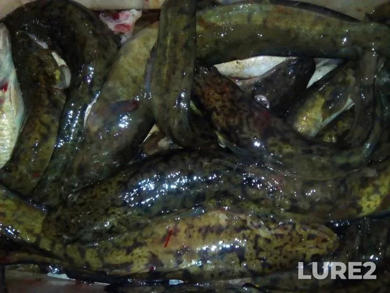 Burbot — Staroutkinskiy, Oct 22, 2017