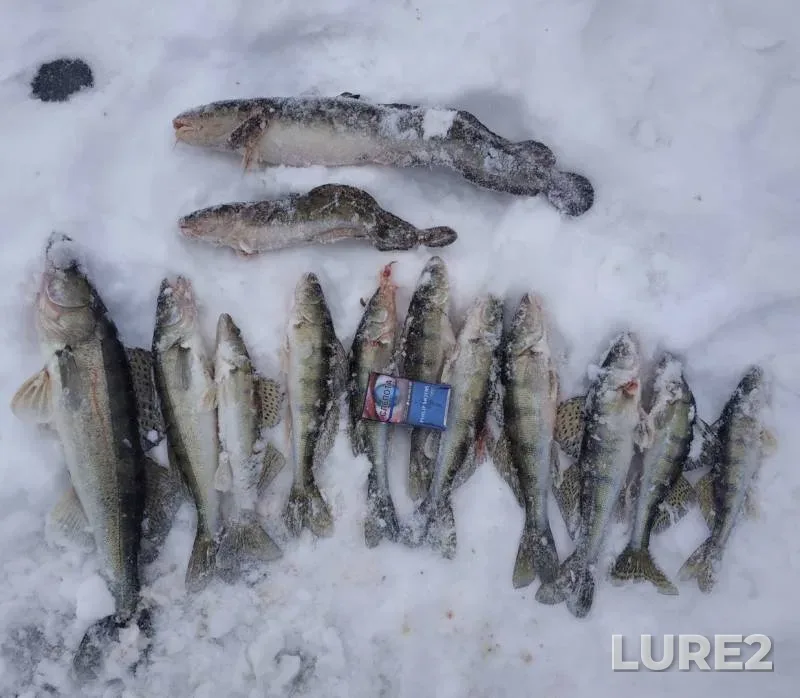 Burbot, Zander — Kama, Dec 12, 2018