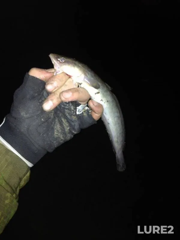 Burbot — Irtysh, May 06, 2018